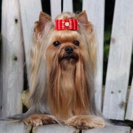 Fendi - Yorkshire Terrier