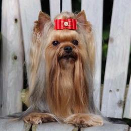 Fendi - Yorkshire Terrier