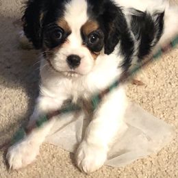 Cavalier King Charles Spaniel Puppies from Mapleview Cavalier King Charles Spaniels
