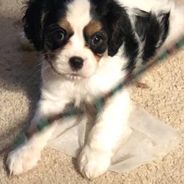Cavalier King Charles Spaniel Puppies from Mapleview Cavalier King Charles Spaniels