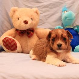 AKC Female 2 - Red female Havanese puppy in South Carolina from Premier Havanese Dogs