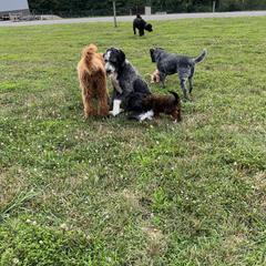 Saint Berdoodle Puppies from Highland Ridge Doodles