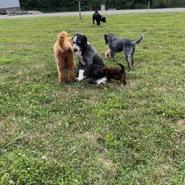 Saint Berdoodle Puppies from Highland Ridge Doodles