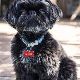Oliver - Shih Tzu