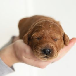 Orange - Red male Australian Labradoodle puppy in Williamstown, New York from Lewis Manor Labradoodles
