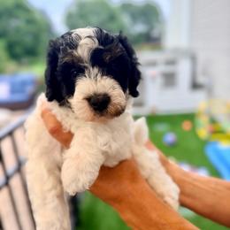 Girl 3 - Black and white female Bernedoodle puppy in Pottstown, Pennsylvania from Willow-Be Doodles