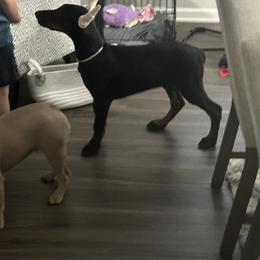 Doberman Pinscher Puppies from Webb’s House of Doberman LLC
