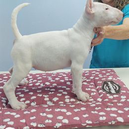 Bull Terrier Puppies from Glentom Bull Terriers
