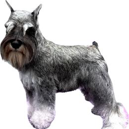 Victory - Miniature Schnauzer