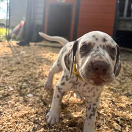 Daisy(LUA) - White and liver brown female Dalmatian puppy in Wilson, North Carolina from New Horizonz Dalmatians
