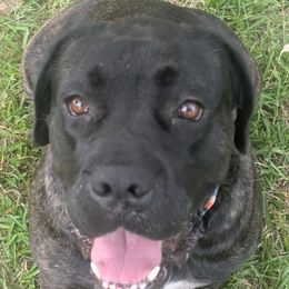 Dutchess - Cane Corso