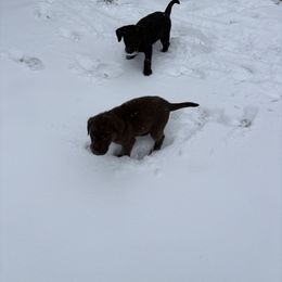 Chocolate Girl 6 - Chocolate female Labrador Retriever puppy in Freeport, Illinois from Rock Hollow Retrievers