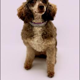 Violet - Brown female Poodle puppy in Munster, Indiana from Miranda’s Sunshine Poodles and Doodles