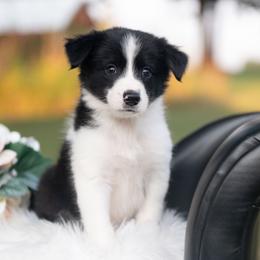 Stardust - Black and white male Border Collie puppy in Conway, Missouri from 2J 2K Border Collies | Maremma Sheepdogs