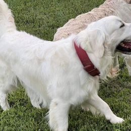Thor - Golden Retriever