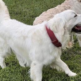 Thor - Golden Retriever
