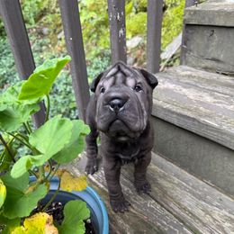 Lil Kim - Black female Chinese Shar-Pei puppy in North Carolina from Amy Mahaffey's Chinese Shar-Pei