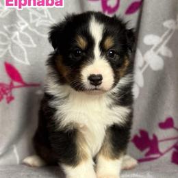 Elphaba - Black tri-color female Australian Shepherd puppy in Rapid River, Michigan from Echolight Australian Shepherds