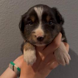 Ringo - Black tri male Miniature Australian Shepherd puppy in North Lakeport, California from Wild Rose Ranch