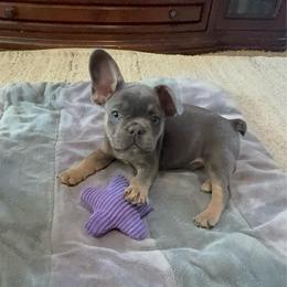 Blaze - Blue male French Bulldog puppy in Mansfield, Ohio from Bad to the Bone French Bullies