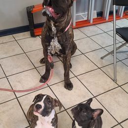 Cane Corso from Defelice Cane Corso