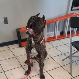 Cane Corso from Defelice Cane Corso