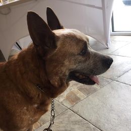 Kora - Australian Cattle Dog