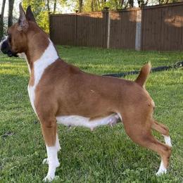 Felony - Boxer