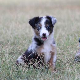 Twister - Blue merle female Miniature Australian Shepherd puppy in Quapaw, Oklahoma from Rocky Hill Aussies