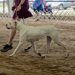 Rodina - Dogo Argentino