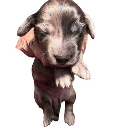 Dapple female - Dapple female Dachshund puppy in Medina, Ohio from STORIED DOXIES