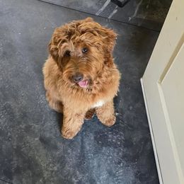 HOLLY - Red  female Goldendoodle puppy in Vancouver, Washington from Blissful Doodles