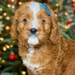 Cavalier King Charles Spaniel and Cavapoo Puppies from Red Skye Cavaliers and Cavapoos