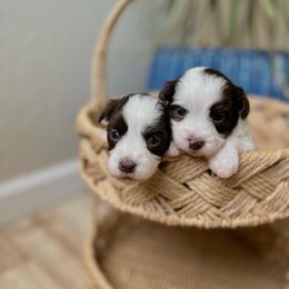 Mustang - Brown male Shihpoo puppy in San Jose, California from Doodle Amore