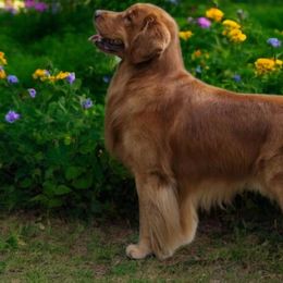 Niko - Golden Retriever