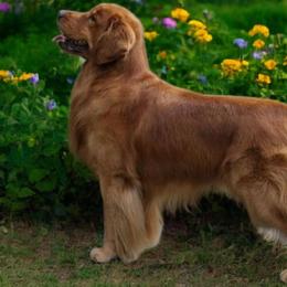 Niko - Golden Retriever