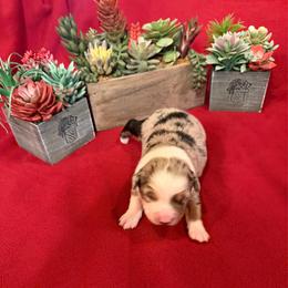 Marie - Blue merle female Miniature Australian Shepherd puppy in Myakka City, Florida from Gable A Aussies