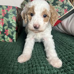 Candy - Parti female Goldendoodle puppy in Ottawa, Ohio from Simply Beautiful Goldendoodles