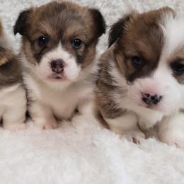 Pembroke Welsh Corgis from Cheryl's Corgis