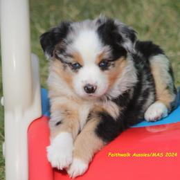 Pax blue eyes - Blue merle Miniature American Shepherd puppy in Hillsdale, Michigan from Faithwalk Aussies and Mini American Shepherds