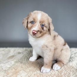 Sterling Althoff - Red merle male Australian Shepherd puppy in Statesville, North Carolina from Charming Australian Shepherds