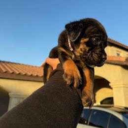 Cane Corso Puppies from ThinLine Cane Corso