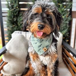 Australian Mountain Doodle puppies from Steindoodles