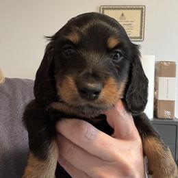 Blue - Black and tan male Dachshund puppy in Meridian, Idaho from Schön Duchshund