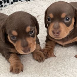 Dachshund Puppies from Empire's Dachshunds