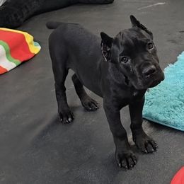 American Corgi, Cane Corso, Pembroke Welsh Corgi, and Rhodesian Ridgeback Puppies from Diamondcrest Inc