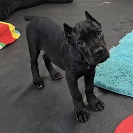 American Corgi, Cane Corso, Pembroke Welsh Corgi, and Rhodesian Ridgeback Puppies from Diamondcrest Inc