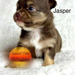 Chihuahua Puppies from Sunset Eves Chihuahuas