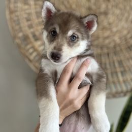 Ginny - Red and white Siberian Husky puppy in Coconut Creek, Florida from Broward Huskies