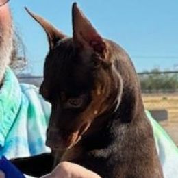 Lish - Miniature Pinscher